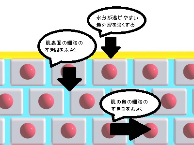 バリア機能が整った肌