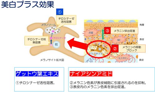 ハリウル美白